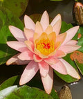 Water Lily Root Plant with Peach Orange Blooms - Nymphaea spp. for Koi Ponds and Water Gardens
