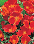 California Poppy Seeds Red Chief – 200 Seeds, Eschscholzia californica, Bright Red-Orange Blooms, Easy to Grow, Wildflower & Garden Plant