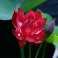 Red Lotus Seeds - Pack of 5 - Nelumbo nucifera - Tropical Aquatic Flowering Seeds for Ponds & Water Gardens