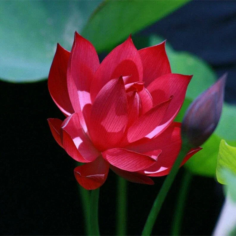 Red Lotus Seeds - Pack of 5 - Nelumbo nucifera - Tropical Aquatic Flowering Seeds for Ponds & Water Gardens
