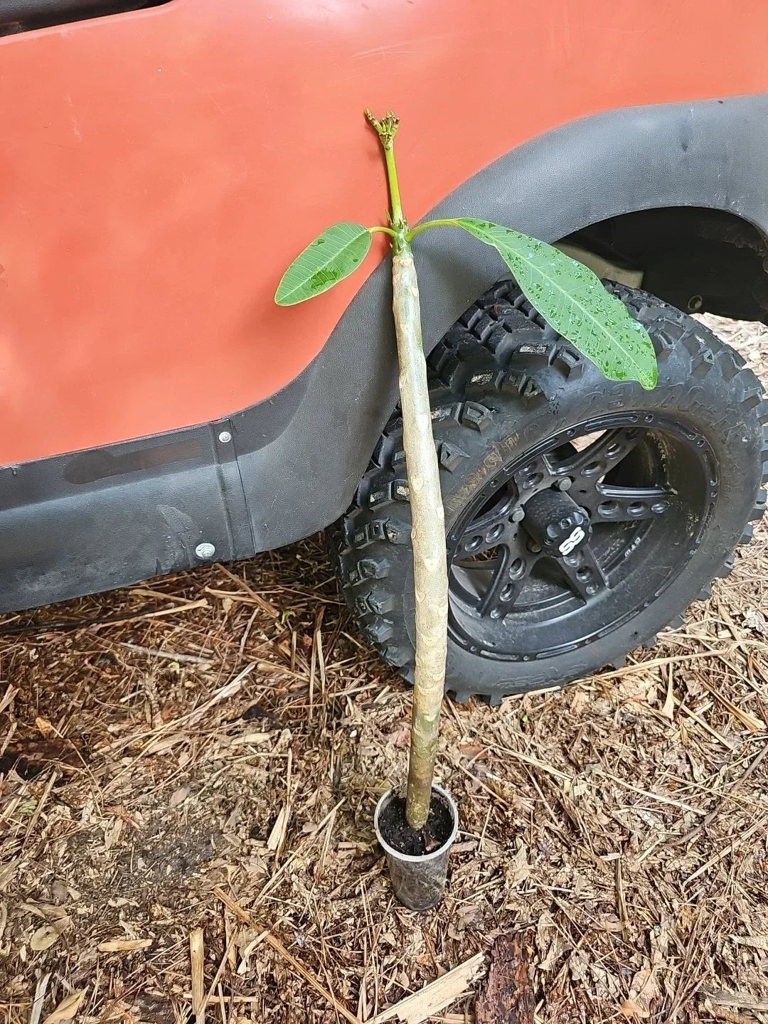 Rooted Plumeria Cutting 31" White Yellow Flowers Tropical Garden Indoor Plant