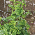 Green Malabar Spinach Seeds - Non-GMO Basella ruba Edible Leafy Vegetable, 50 Pack