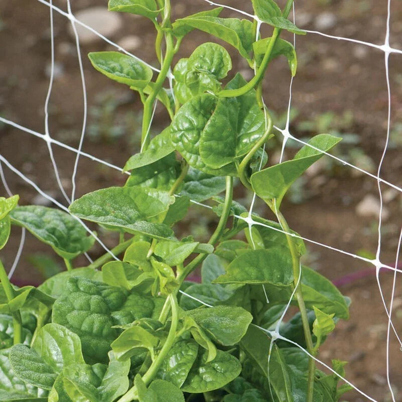 Green Malabar Spinach Seeds - Non-GMO Basella ruba Edible Leafy Vegetable, 50 Pack