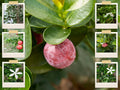 Natal Plum Seeds - 10 Pack, Edible Fruit Bush, Carissa grandiflora, Drought-Tolerant Shrub for Garden & Container Planting