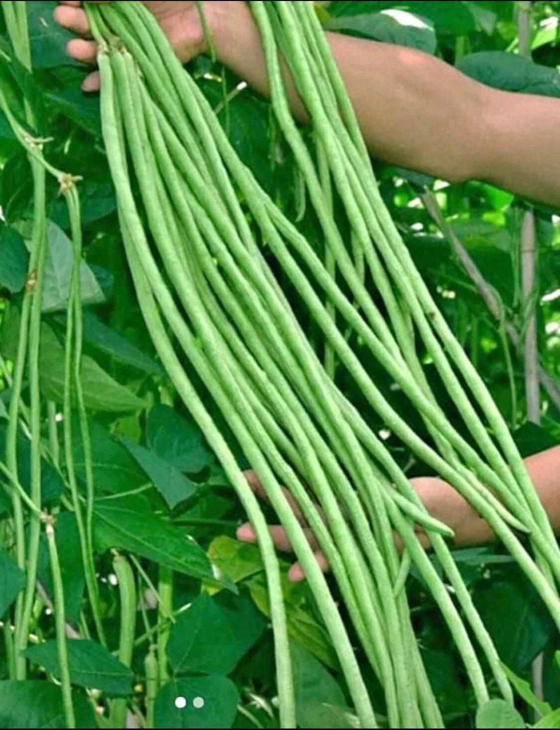 Green Yard Long Bean Seeds - Non-GMO Asian String Beans, Sitaw, Vigna unguiculata, Climbing Vine, 15 Seeds