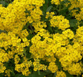 Alyssum Seeds 200+ Lobularia maritima Basket of Gold Yellow Flower Annual Garden Seeds
