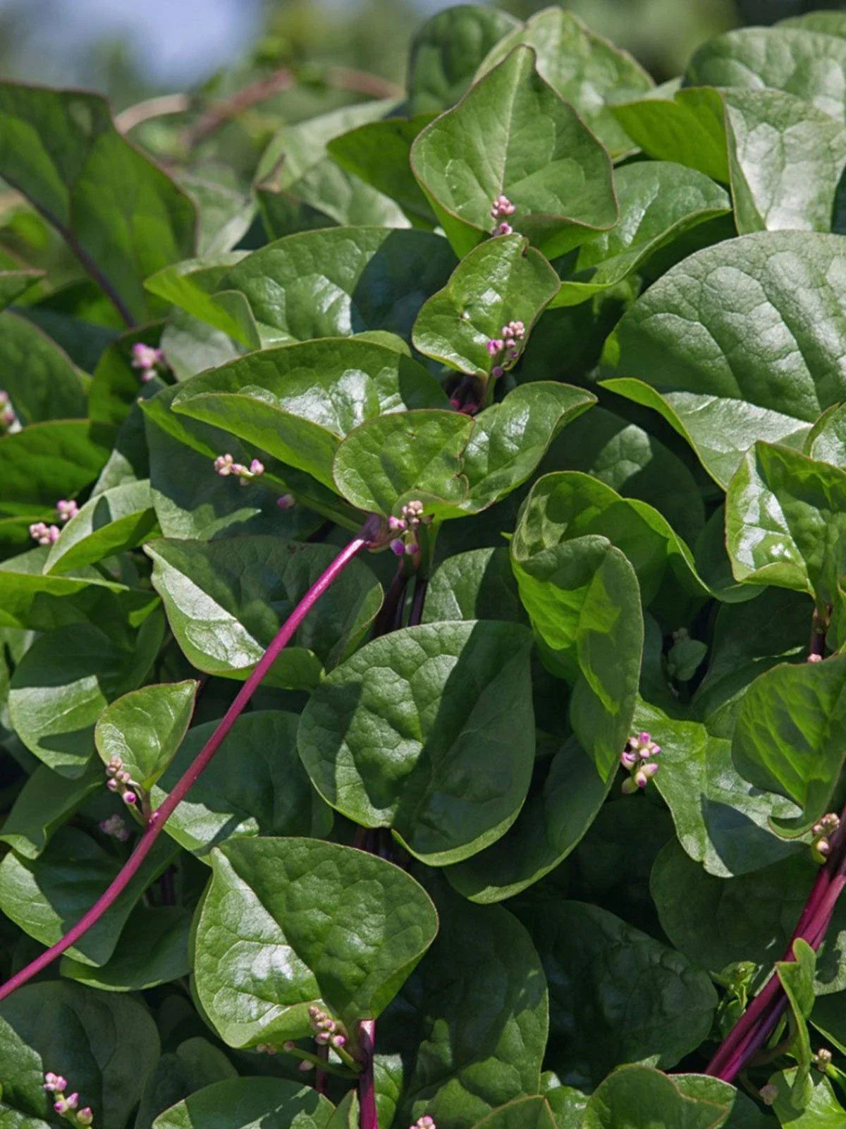Malabar Red Stem Spinach Seeds - Non-GMO, Red Vine Spinach, Ceylon, Basella rubra, Climbing Vine, 100g