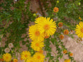 Native Wildflower Seeds - Camphorweed (Heterotheca subaxillaris) - 100+ Seeds, Pollinator-Friendly, Drought-Tolerant Garden Plant