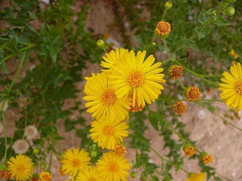 Native Wildflower Seeds - Camphorweed (Heterotheca subaxillaris) - 100+ Seeds, Pollinator-Friendly, Drought-Tolerant Garden Plant