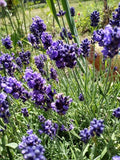 Organic English Lavender Herb Cuttings for Propagation, Lavandula angustifolia, Aromatic Garden Plants, 5 Pack
