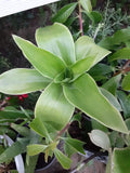 Basket Plant Cutting Callisia Fragans - Trailing Indoor Houseplant for Home Decor