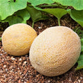 Honey Rock Cantaloupe Seeds - 50+ Pack - Cucumis Melo Orange Variety for Garden Planting 2025
