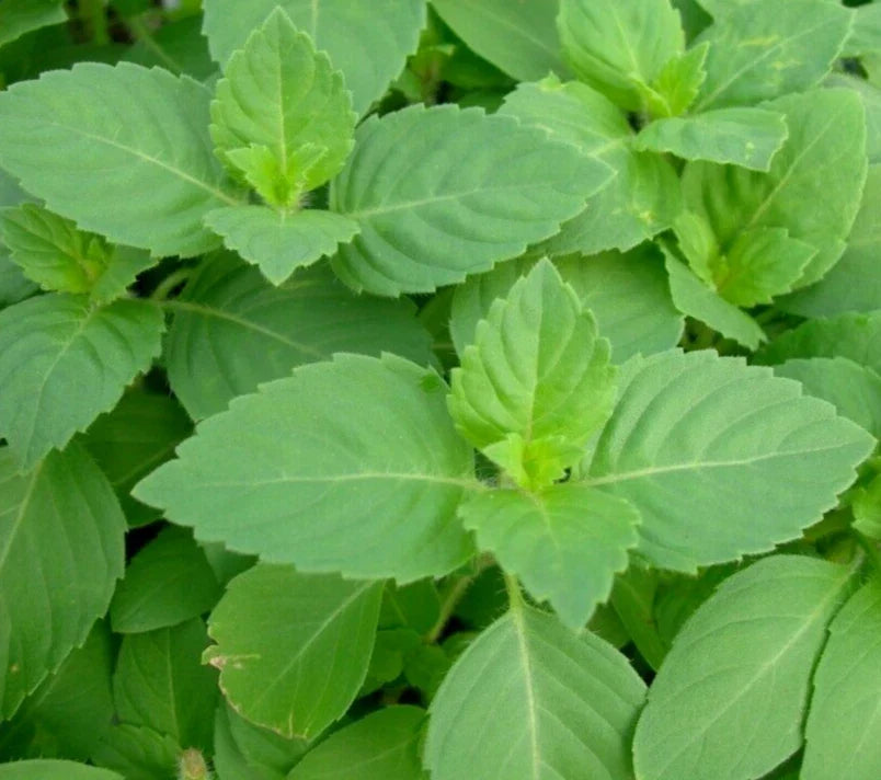 Tulsi Basil Seeds 200+ Holy Basil (Ocimum sanctum) Organic Non-GMO Herb for Garden and Culinary Use