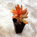 Rooted Succulent Plant - Sedum Adolphi 'Firestorm' - Red Orange Coppertone Foliage - Easy Care Indoor/Outdoor Houseplant