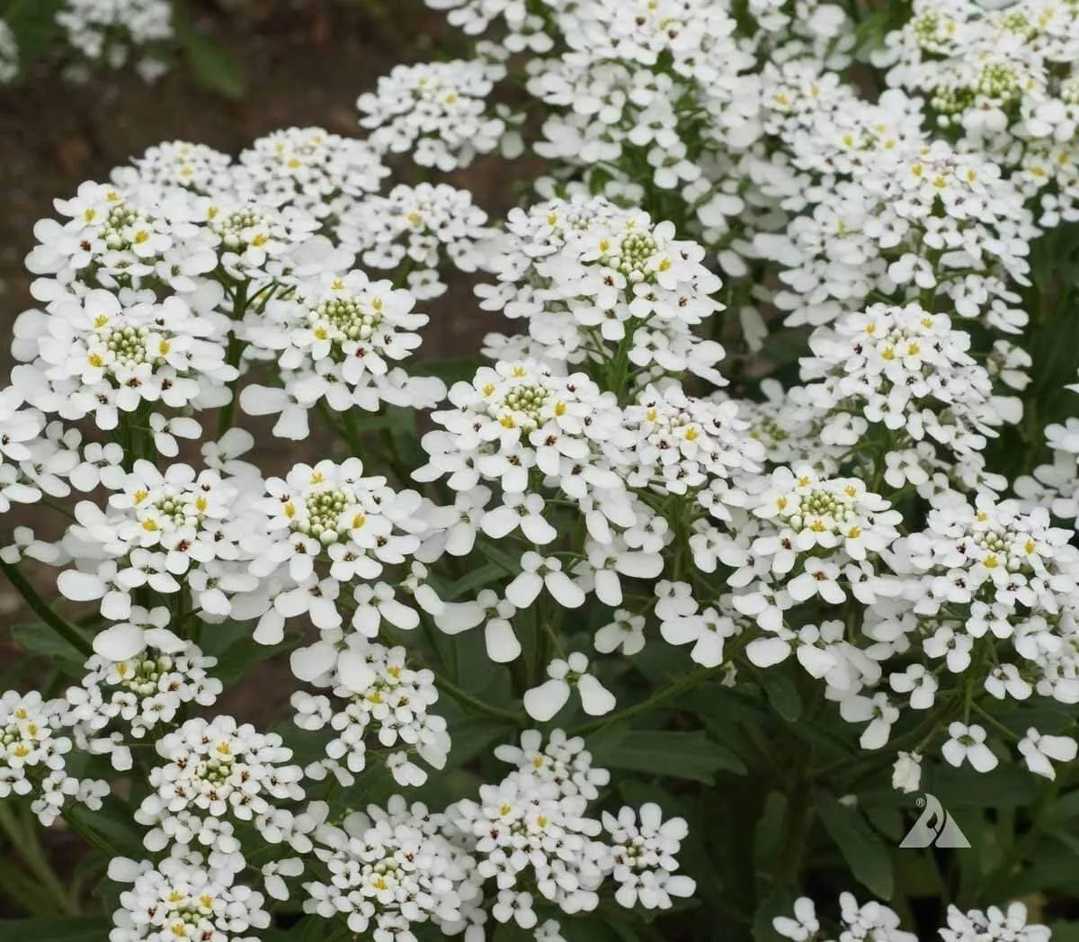 Candytuft Seeds 250+ Iberis amara Annual Flower White to Lavender for Borders & Containers