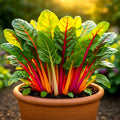 Swiss Chard Seeds - Heirloom Non-GMO Rainbow Microgreens Vegetable Seeds - Beta vulgaris