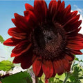 Rare Red Sunflower Seeds Pack of 25+ Non-GMO Heirloom Helianthus annuus for Gardens & Flower Beds