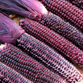 Double Red Sweet Corn Seeds, Ornamental Dent Zea mays, Purple Husk Stalk, Edible & Decorative Garden Plant