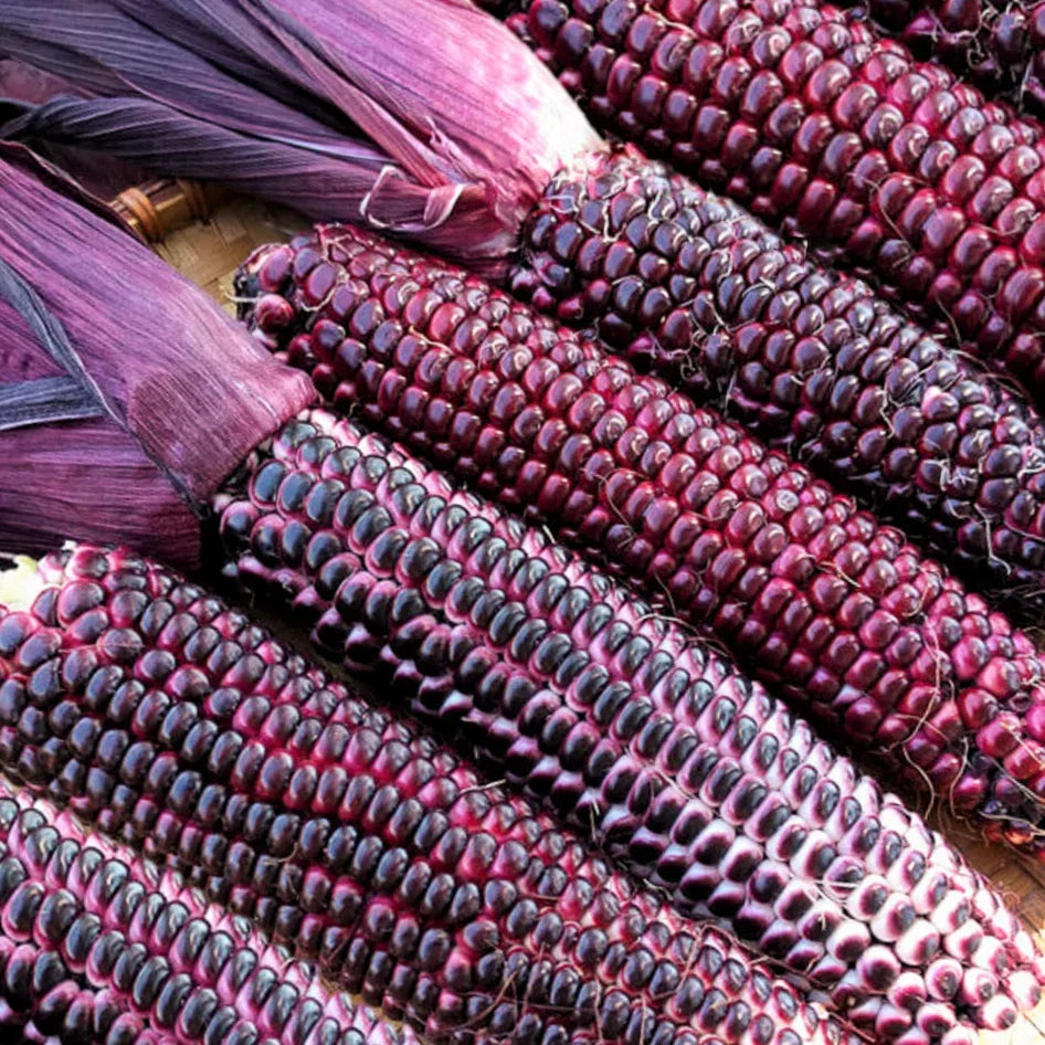 Double Red Sweet Corn Seeds, Ornamental Dent Zea mays, Purple Husk Stalk, Edible & Decorative Garden Plant