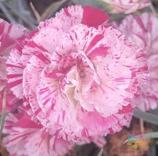 Peppermint Pink Carnation Seeds - 200+ Count for Garden Planting - Dianthus caryophyllus, Flower Seeds for Borders & Containers