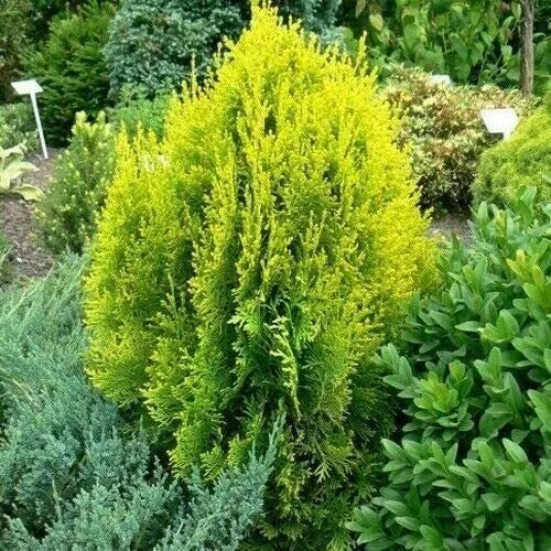 Golden Oriental Arborvitae Tree Seeds 60 Count, Drought-Resistant Evergreen Foliage, Platycladus orientalis Aurea