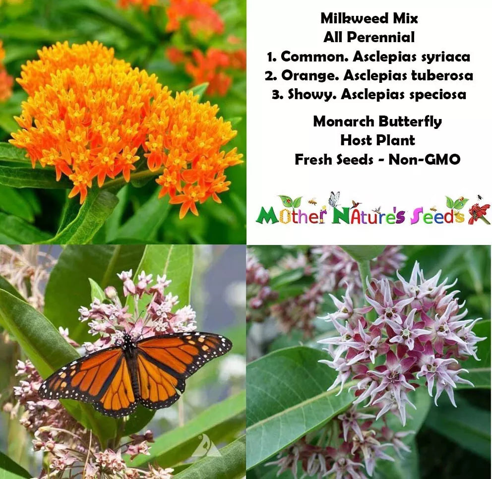 Perennial Milkweed Seeds Mix for Monarch Butterflies, Non-GMO, Orange Variety, 100 Seeds, Asclepias spp.