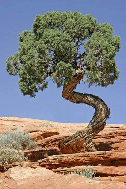 Utah Juniper Seeds for Planting, Bonsai, Juniperus osteosperma, Drought-Tolerant, Hardy Evergreen, Garden & Landscape Seeds
