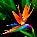 Orange Bird of Paradise Seeds - Strelitzia reginae - Tropical Crane Flower for Exotic Gardens & Landscaping