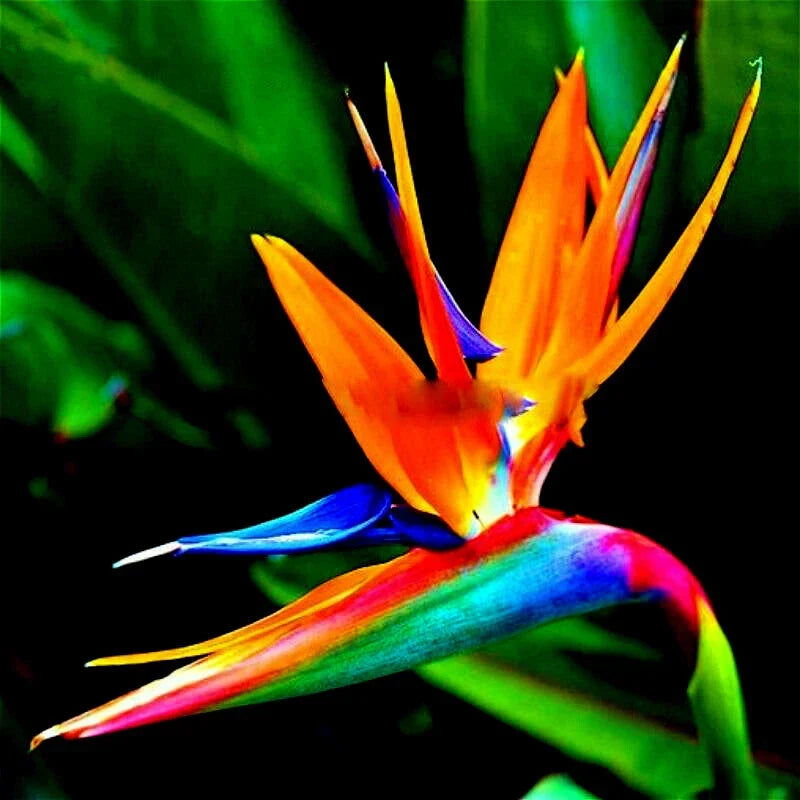 Orange Bird of Paradise Seeds - Strelitzia reginae - Tropical Crane Flower for Exotic Gardens & Landscaping
