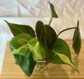 Philodendron Cutting Bundle – Micans, Brasil, Heartleaf Indoor Plant Propagation Nodes & Leaves