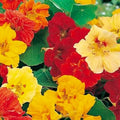 Nasturtium Seeds Jewel Mix - Non-GMO Heirloom Flower Seeds for Garden, Containers, Borders | Tropaeolum majus