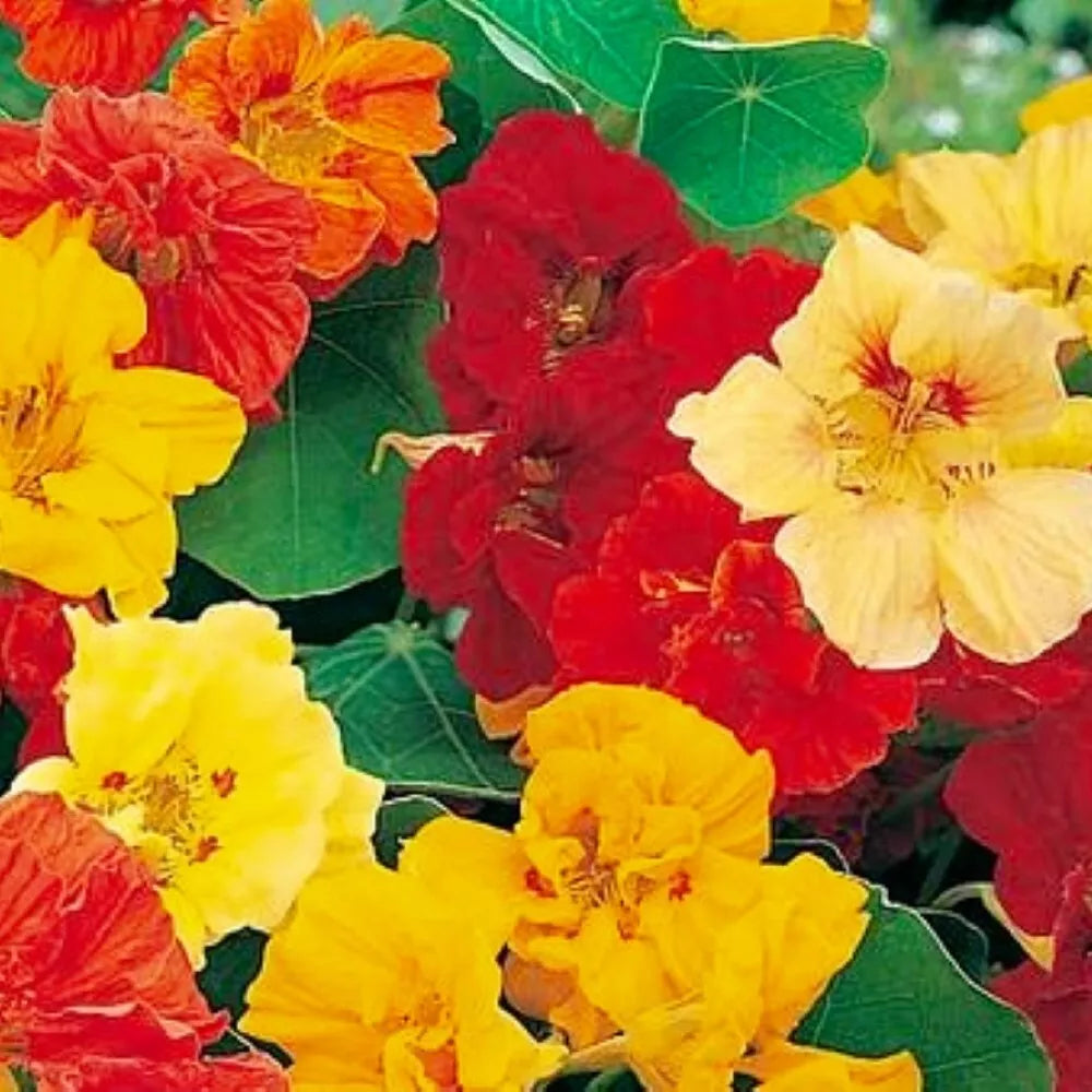 Nasturtium Seeds Jewel Mix - Non-GMO Heirloom Flower Seeds for Garden, Containers, Borders | Tropaeolum majus