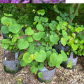 Eastern Redbud Tree 8-20 Inch Plant Cercis canadensis Pink Spring Blooms Ornamental Garden Tree