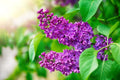Purple Lilac Seeds - 50 Seeds - Fragrant Purple Flowers - Syringa vulgaris