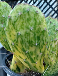 Variegated Prickly Pear Cactus Pad Opuntia cochenillifera Succulent Indoor Outdoor Garden Plant