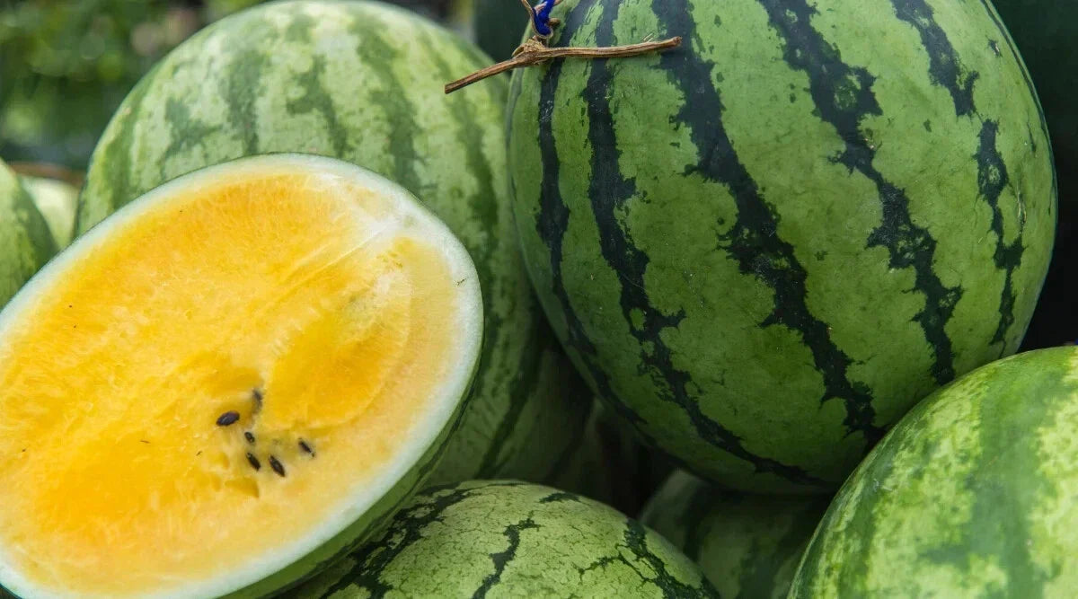 Yellow Baby Doll Watermelon Seeds - 50+ Non-GMO Citrullus lanatus Heirloom Seeds for Home Garden Planting