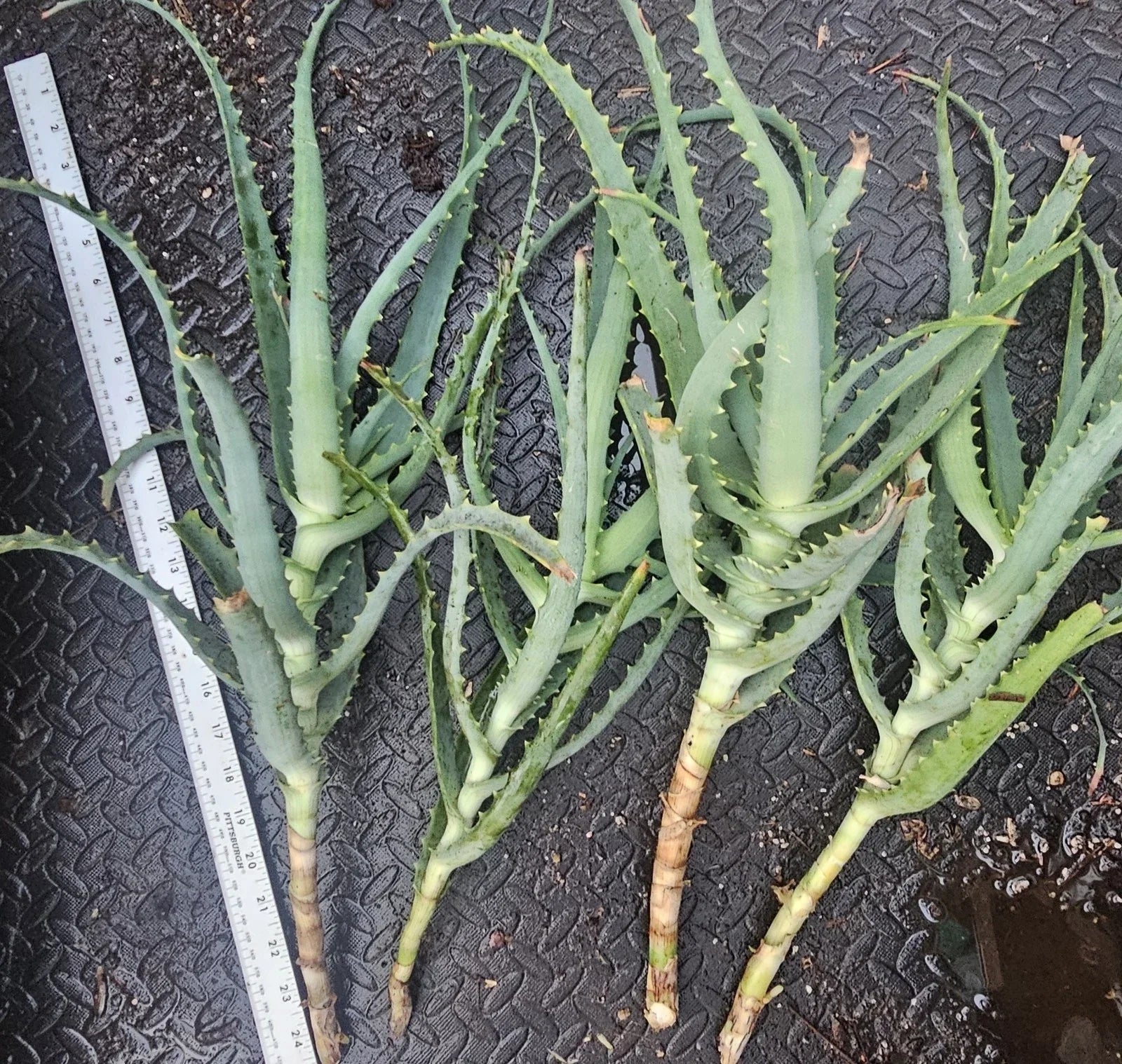 Aloe Arborescens Cuttings - 4 Healthy Aloe Vera Plant Cuttings for Propagation