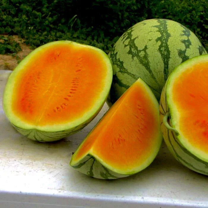 Sweet Orange Watermelon Seeds - Non-GMO, Heirloom Citrullus lanatus, Juicy, Vibrant Orange Flesh, Pack of 25+ Seeds
