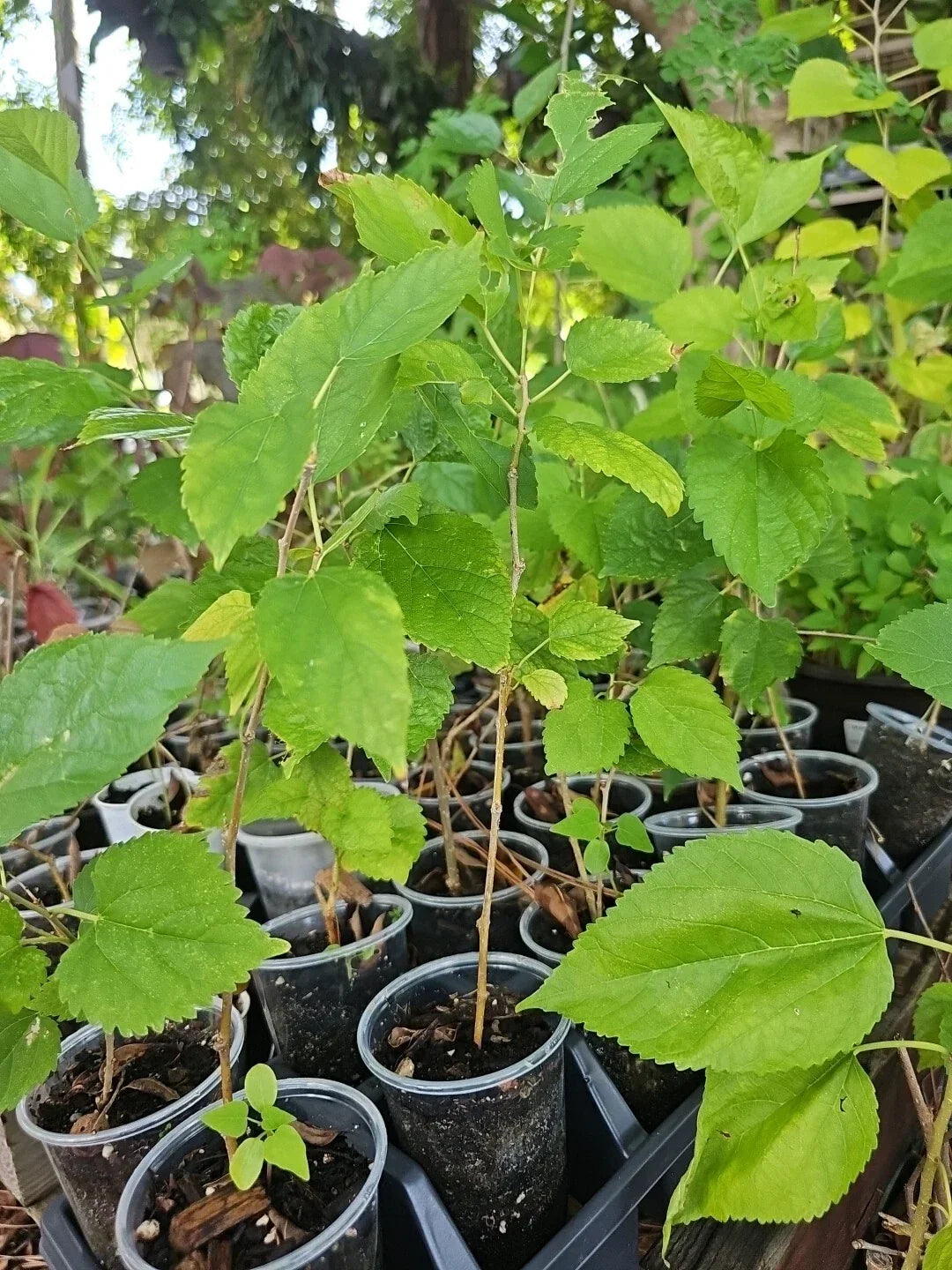 Dwarf Black Mulberry Plant 10" Morus Nigra Everbearing Organic Live Plant for Container Gardening