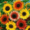 Autumn Beauty Sunflower Seeds Pack of 55 | Helianthus annuus Vibrant Autumn Colors for Garden & Cut Flowers