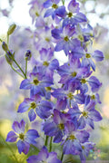 Frosted Skies Delphinium Seeds - 200+ Pack, Perennial, Blue & White Flowers, Delphinium elatum, Garden Planting, USA Grown