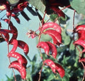 Pink Hyacinth Bean Vine Seeds - 10 Seeds, Climbing Plant, Pink Pods, Lablab purpureus, Garden, Landscaping, Fast-Growing