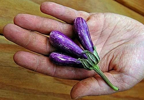 Mini Eggplant Seeds - Little Fingers Asian Heirloom Solanum melongena, Non-GMO, Container Garden, 25 Pack