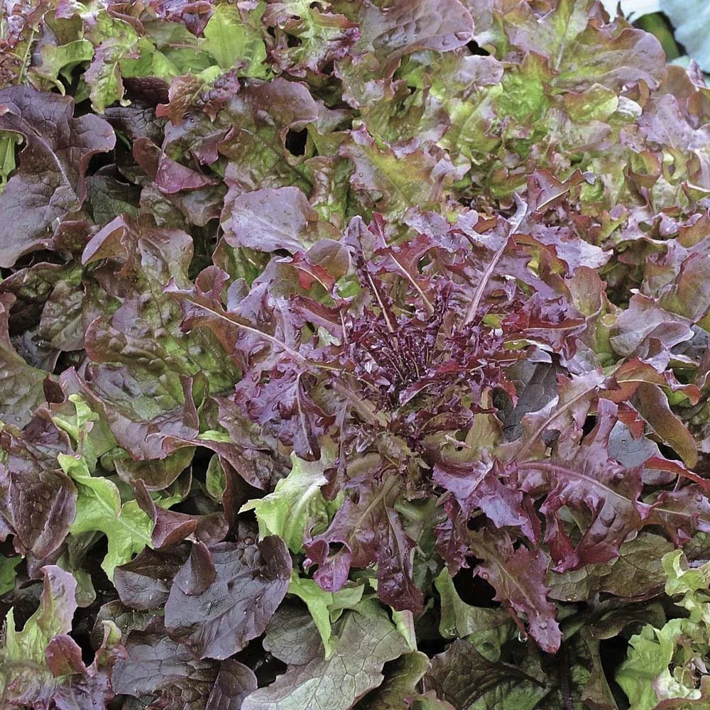 Red Leaf Lettuce Seeds Bulk 1000 Count Packet – Salad Bowl Variety – Lactuca sativa – Home Garden, Fast-Growing, Non-GMO