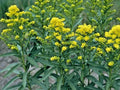Goldenrod Seeds - 101+ Stiff Goldenrod Native Wildflower - Solidago rigida - Drought & Heat Tolerant Autumn Blooming Perennial