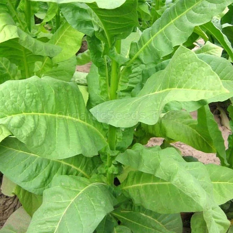 Heirloom Tobacco Seeds 1000 Count - Havaña Z299 Nicotiana tabacum Non-GMO Premium Quality