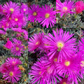 Magenta Ice Plant Cuttings - 15 Delosperma cooperi Purple Succulent for Garden, Rock Garden & Landscaping