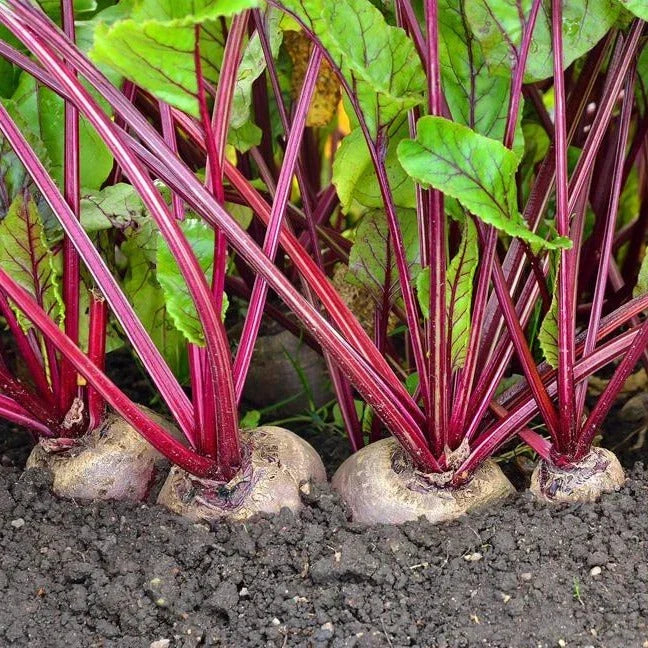 Detroit Dark Red Beet Seeds - 200+ Count, Heirloom Beta vulgaris, Deep Red Root Vegetable for Home Garden