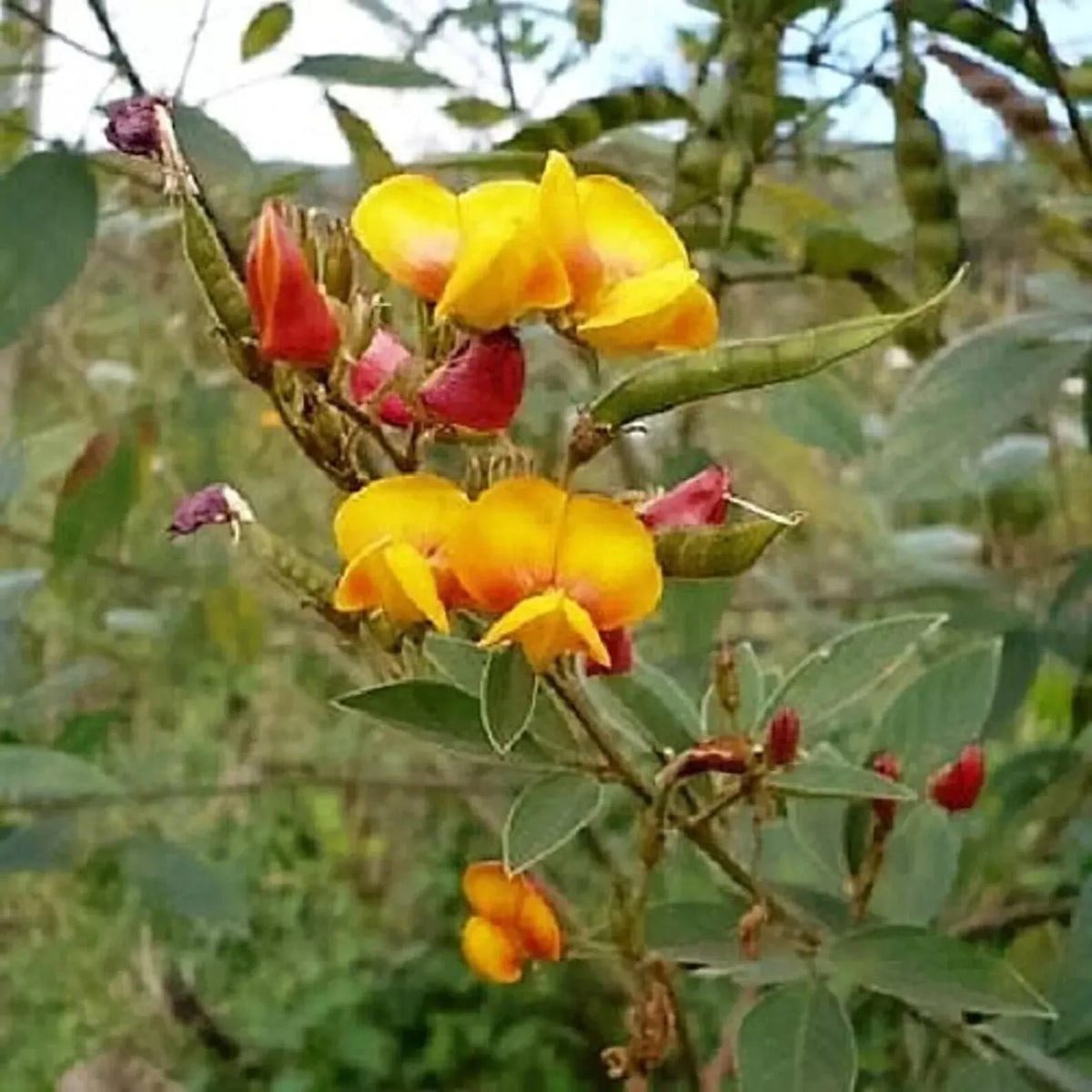 50 Pigeon Pea Seeds Non-GMO Agroforestry Garden Seeds Cajanus cajan for Sustainable Farming