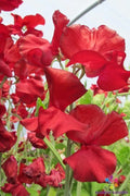 Sweet Pea Seeds Pack - Lathyrus odoratus, Climbing, Fragrant Flowers, Garden Planting, 50+ Seeds